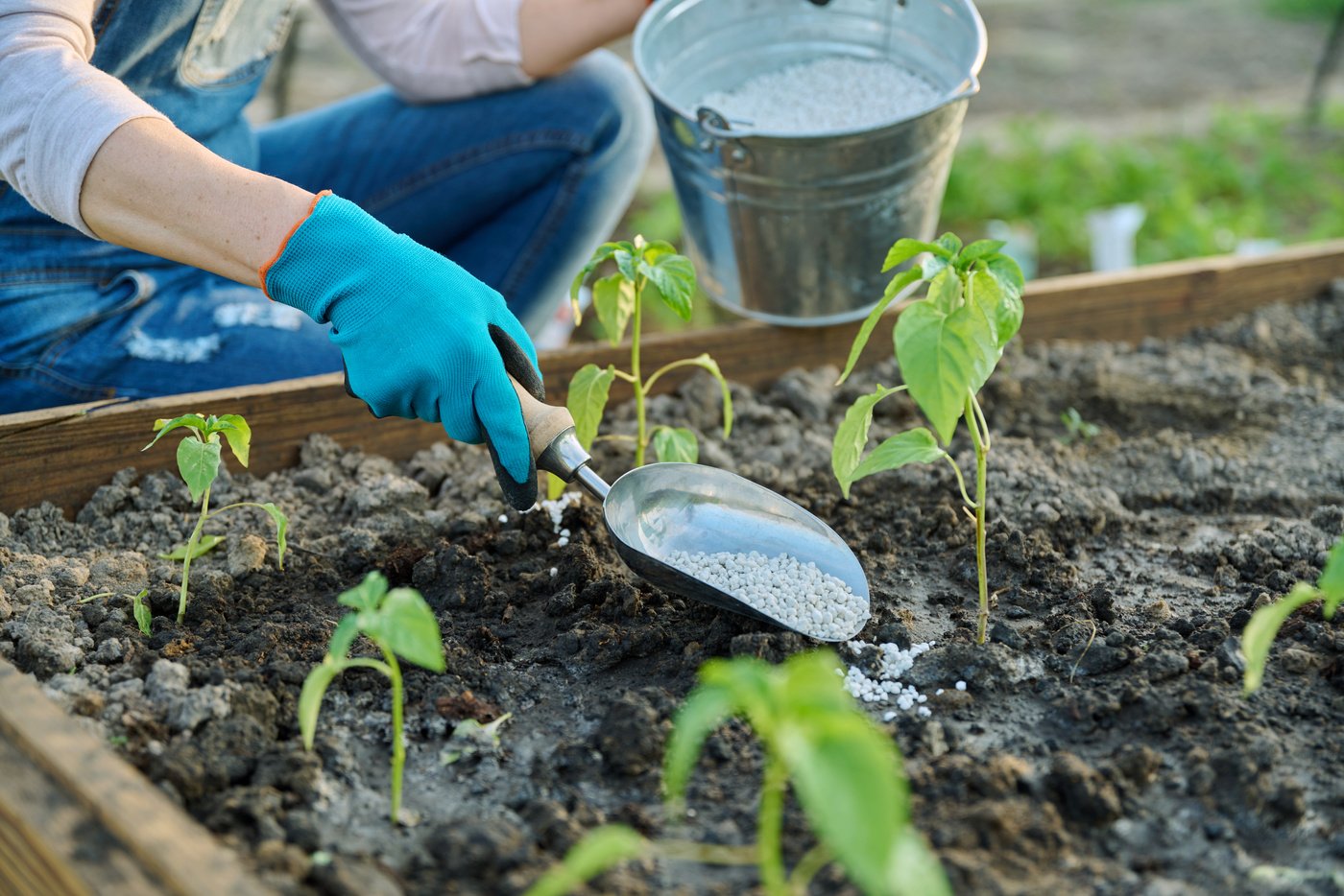 Woman fertilizing pepper seedlings with complex mineral fertilizer